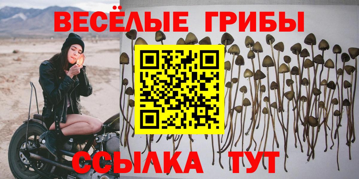 Псилоцибиновые грибы Psilocybe Котовск